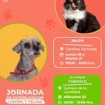 JORNADA PERMANENTE DE ESTERILIZACIÓN CANINA Y FELINA DE LA SSZ VISITARÁ MUNICIPIOS DEL SUR DEL ESTADO.