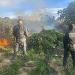 DESMANTELAN FUERZAS DE SEGURIDAD CAMPAMENTOS, SECADORES Y PLANTÍOS DE MARIHUANA EN FLORENCIA.