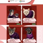OFRECE GOBIERNO DE ZACATECAS CIRUGÍAS GRATUITAS PARA ESTERILIZAR MASCOTAS EN LORETO Y PINOS.