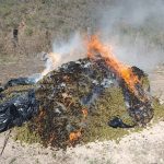 AMPLÍAN FUERZAS DE SEGURIDAD ASEGURAMIENTO Y DESTRUCCIÓN DE MARIHUANA EN FLORENCIA DE BENITO JUÁREZ; SUMAN MÁS DE 1.3 TONELADAS.