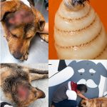 EXHORTA CENTRO DE BIENESTAR ANIMAL DE GUADALUPE A REDOBLAR CUIDADOS POR CASOS DE GUSANO BARRENADOR EN MASCOTAS.